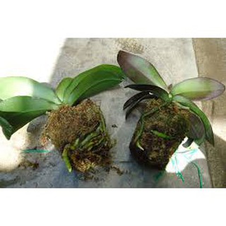 [HOT] Dớn trắng Chile (dớn mềm) chất trồng hoa lan 100gr