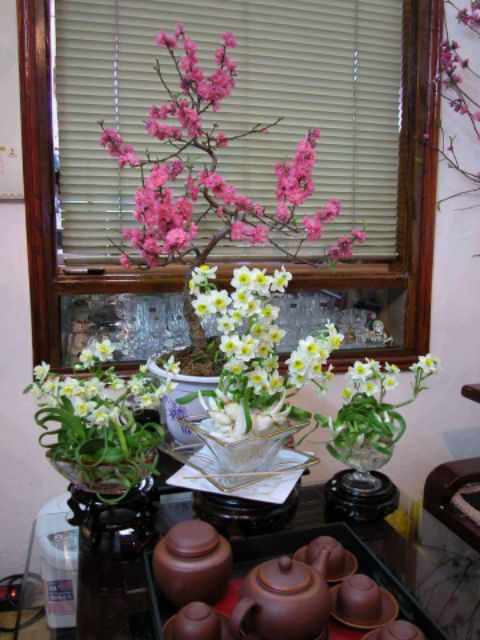 Củ giống hoa thủy tiên