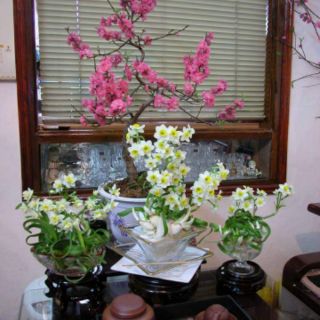 Củ giống hoa thủy tiên( củ nhỏ củ giống)