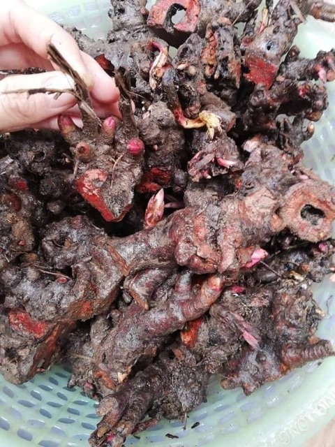 Củ mẫu đơn sỉ