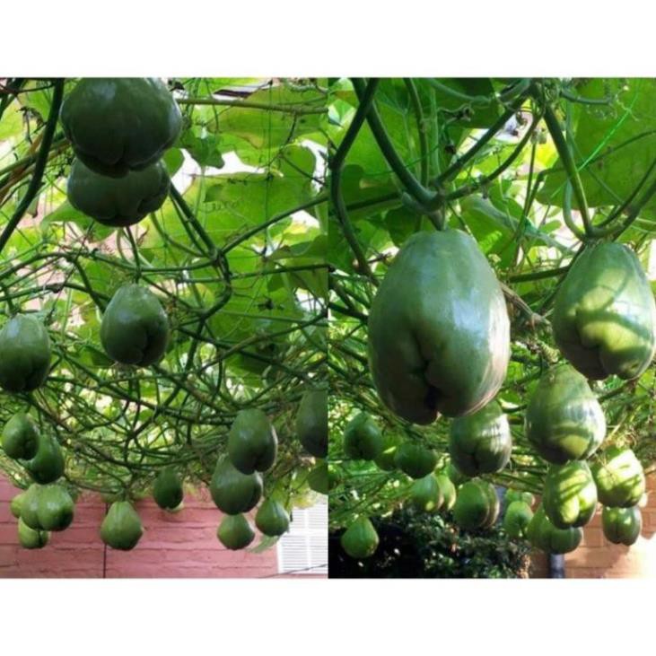Quả su su giống(quả to đại) NHANH SIÊU QUẢ CHUẨN GIỐNG ( BÁN THEO MÙA)