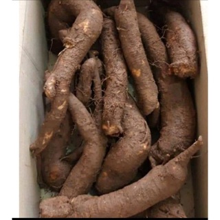 2  Ký Củ Gai tươi dưỡng thai, an thai