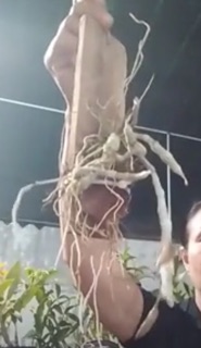 Giả hạc phi điệp rừng thuần