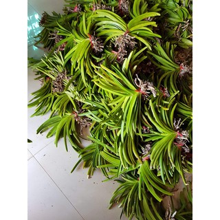 lan Đuôi sóc 35k/bó (bó 3 cây)