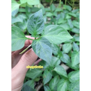 Cây giống ớt chuông vàng và đỏ ươm vỉ như hình.
