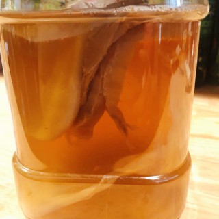 Con Scoby (Sử dụng làm Kombucha)