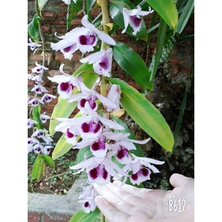 1 ki phi điệp, giả hạc