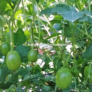 20h - hạt giống dưa hấu nụ