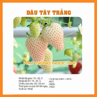 Hạt Giống Quả Dâu Tây Trắng - 100 Hạt