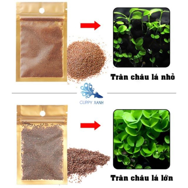 Hạt Giống Cây Thủy Sinh (Trân Châu Ngọc Trai, Ngưu Mao Chiên, Cỏ Tình Yêu, Cỏ May Mắn) - Guppy Xanh