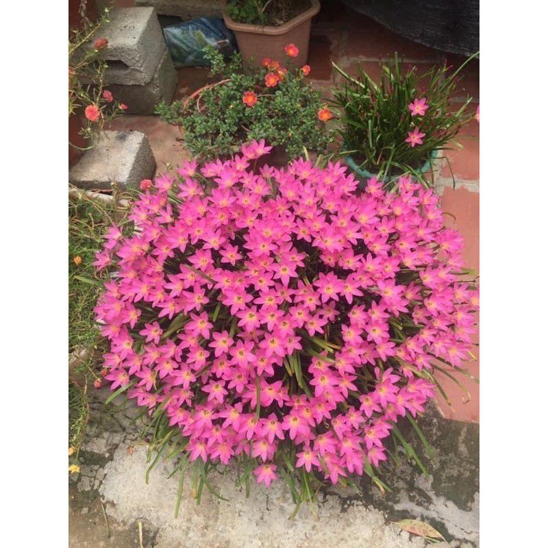 CỦ HUỆ MƯA