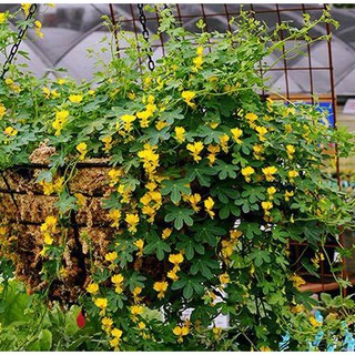 Hạt giống hoa phượng hoàng ( hoa cánh phượng ) 5 hạt (TẶNG gói kích thích hạt nảy mầm)