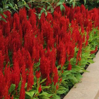 HẠT GIỐNG HOA MÀO GÀ LỬA ( CELOSIA PLUMOSA )