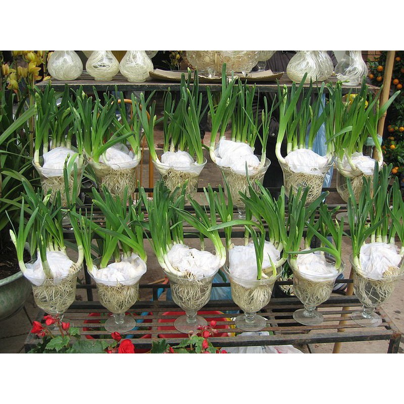 Chậu Ly nhựa trồng hoa thủy tiên, ly giả thủy tinh, chậu lục giác thủy canh