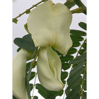 HẠT GIỐNG BÔNG SO ĐŨA