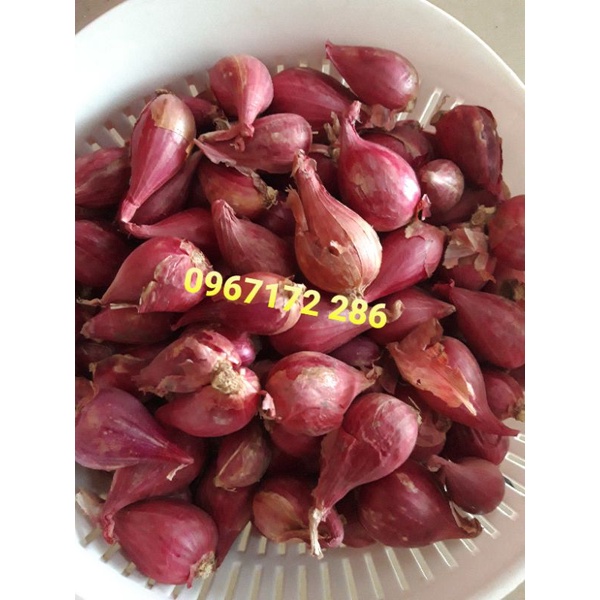 Hành Phan Rang Củ To - Sạch Sẽ