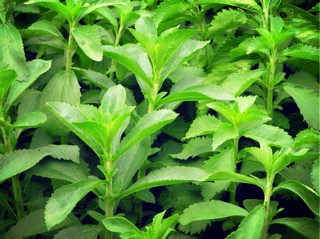 TRÀ CỎ NGỌT SUNTEA (Túi zip 50g)