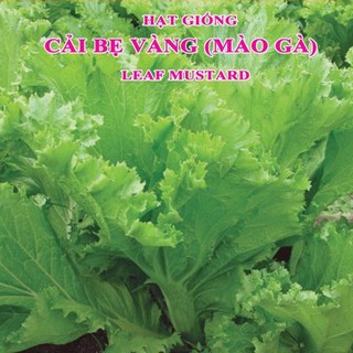 20g Hạt giống Cải Bẹ Vàng (Cải Mào Gà)