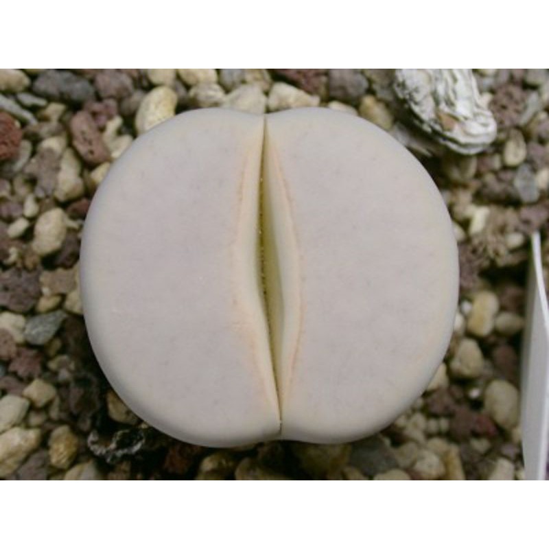 Lithops pseudotruncatella ssp Groendrayensis C224