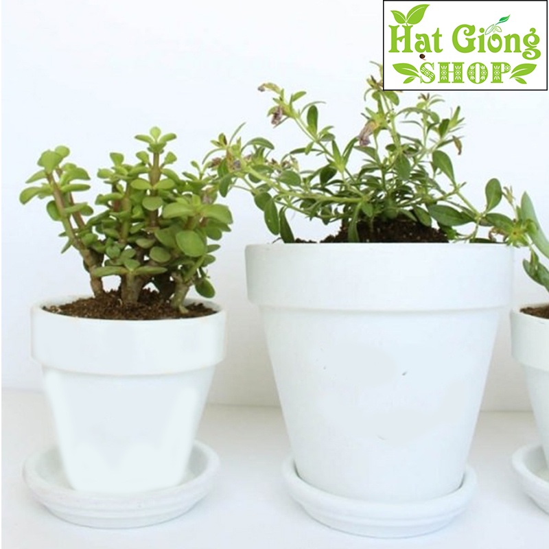 Chậu Đất nung trắng gờ mini - phù hợp trồng sen đá xương rồng