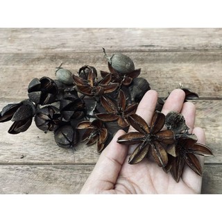 Set hoa khô trang trí dùng làm handmade