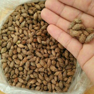 2kg ké đầu ngựa điều trị biếu cổ