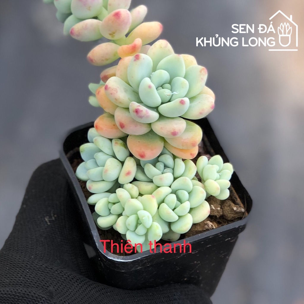 Sen đá Thiên Thanh - sedum clavatum