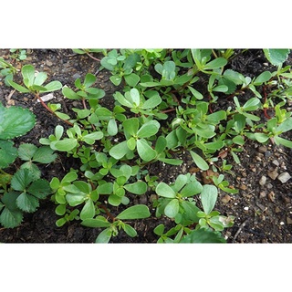 Hạt Giống Rau Sam ( Portulaca oleracea ) KNS1287 - Gói 2gram