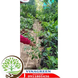 cây móc mật