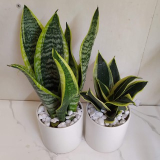 Combo hai cây lưỡi hổ viền vàng dễ chăm sóc