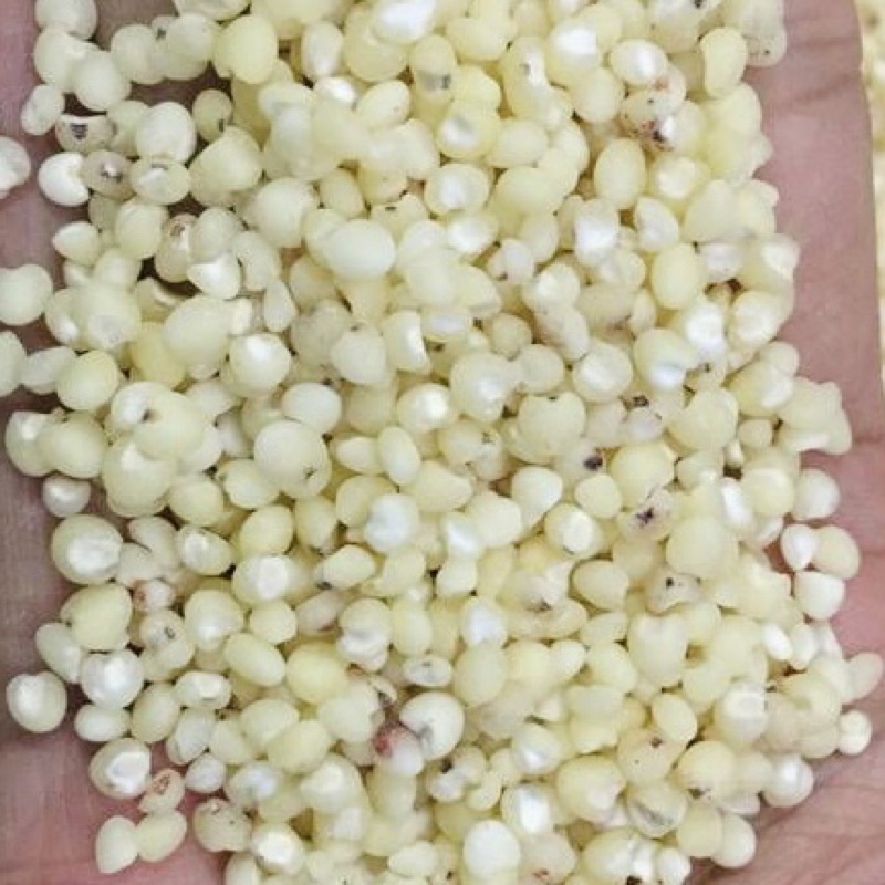 Hạt ý dĩ ( hạt bo bo) ngon