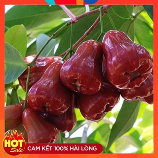 Cây Giống Roi Đỏ Thái Lan-Không Hạt - Mận Đỏ An Phước Cây Ghép Nhanh Cho Quả