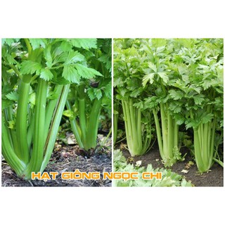 Hạt Giống Cần Tây Cao Sản - 2Gr