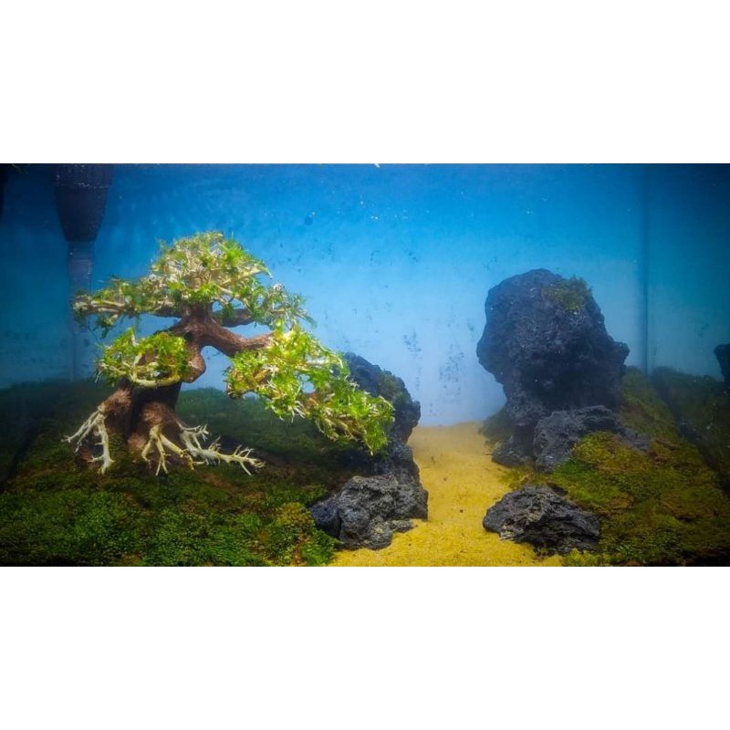Lũa bonsai mini cho hồ cá thủy sinh 30 - 40 cm