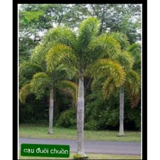 [Combo] 5 cây cau đuôi chuồn Australia loại lớn (cây giống)