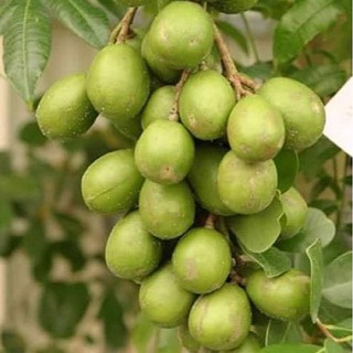 Cây giống cóc Thái siêu quả