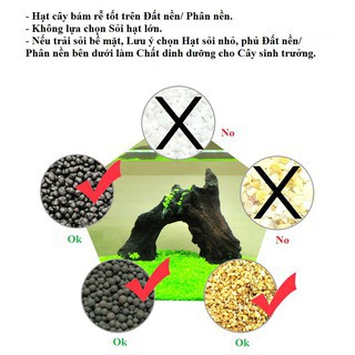 Hạt giống cây thủy sinh - hạt mầm Thủy sinh - Trân Châu, Ngưu Mao Chiên, Cỏ Tình Yêu, Cỏ May Mắn, Cỏ Trái Tim