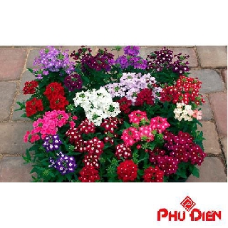 Hạt giống  hoa cúc in do (cúc vân anh) (50 hạt)  PHÚ ĐIỀN