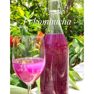 Kombucha, Scopy  kèm nước mồi (Combo đầy đủ)