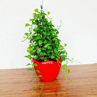 ĐôLa chậu treo ( loại lớn )