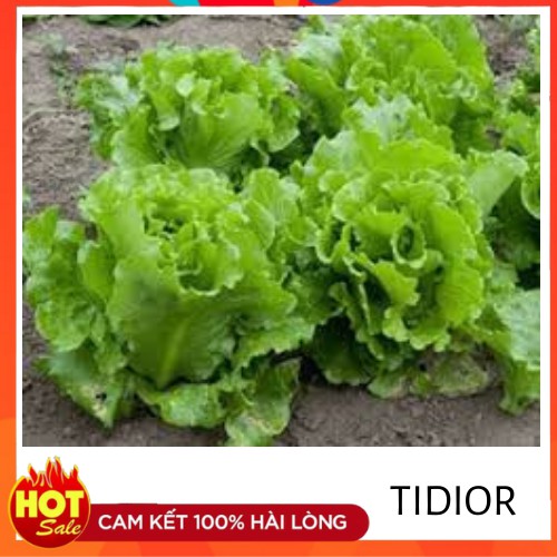 Tidior- Hạt giống rau xà lách 5Gr, 10Gr - HXL01