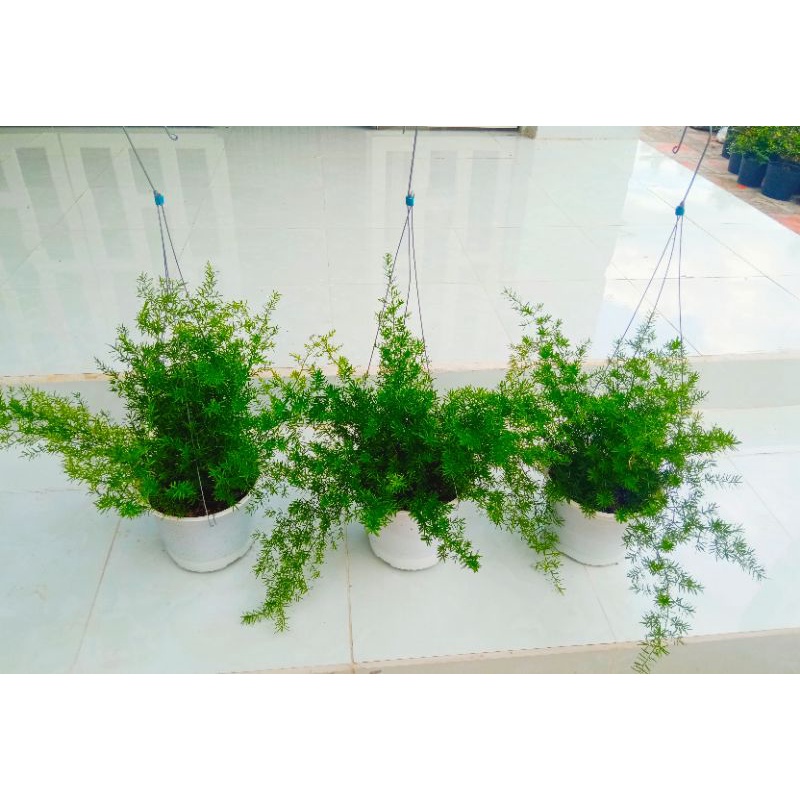 Cây Thiên Môn Đông- tặng kèm phân bón