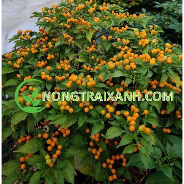 20H - HẠT GIỐNG ỚT AJI CHARAPITA/ ỚT PERU MẮC NHẤT THẾ GIỚI GIỐNG CHUẨN