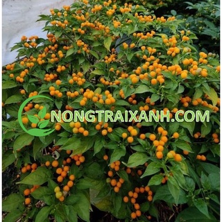 20h - hạt giống ớt aji charapita/ ớt peru mắc nhất thế giới giống chuẩn