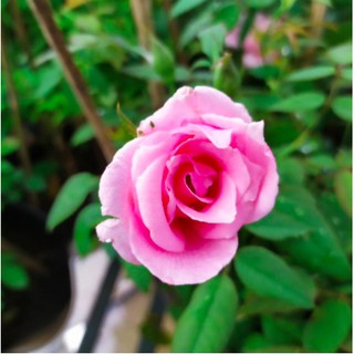 Cây giống hoa Hồng Nữ Hoàng size bầu nhỏ - Trang Flower