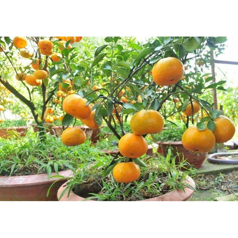 Giống Cây Quýt Đường Thái Lan