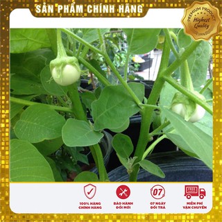 Hạt giống Cà Pháo Xanh 2gram