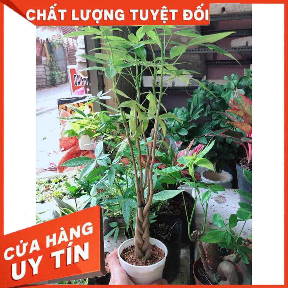 Kim ngân 5 thân Nhiều Người Mua