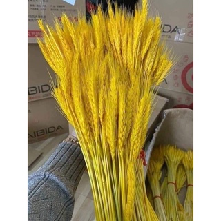 Bông Lúa Mạch Khô Decor Trang Trí.[ Bó 100 BÔNG ]
