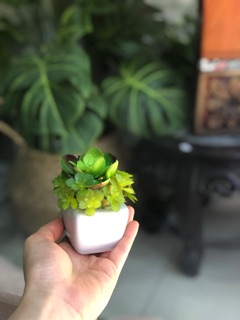 Cây giả-  Sen đá mini Silicol